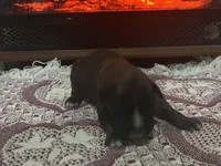 Monza, a male Boxer for sale in Allons, TN – Photo 2 of 7