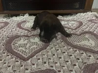 Monza, a male Boxer for sale in Allons, TN – Photo 6 of 7