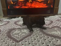 Monza, a male Boxer for sale in Allons, TN – Photo 5 of 7