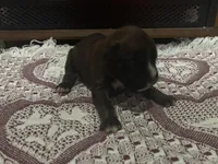 Monza, a male Boxer for sale in Allons, TN – Photo 3 of 7