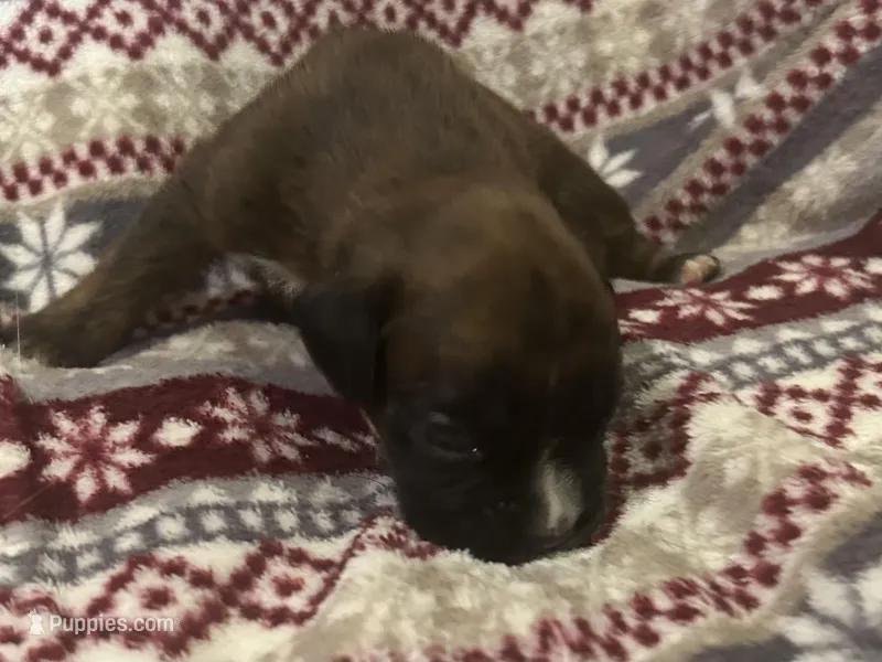 Monza, a male Boxer for sale in Allons, TN – Photo 1 of 7