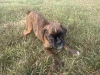 Sierra , a female Boxer for sale in Allons, TN – 10 of 10