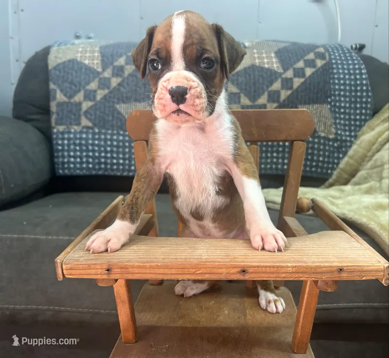 Tahoe – Boxer puppy for sale in Allons, TN