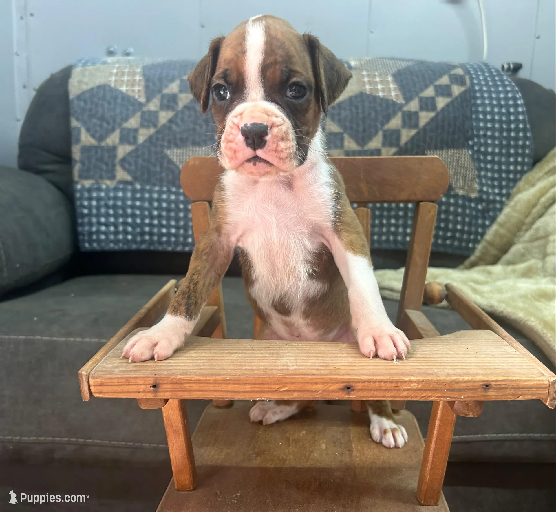 Tahoe, a male Boxer for sale in Allons, TN – 2 of 10