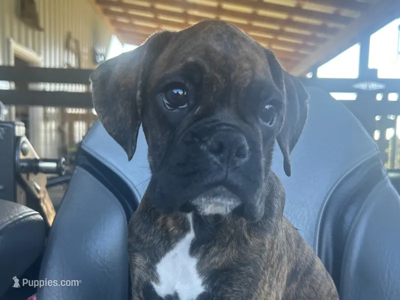 Sierra  – Boxer puppy for sale in Allons, TN