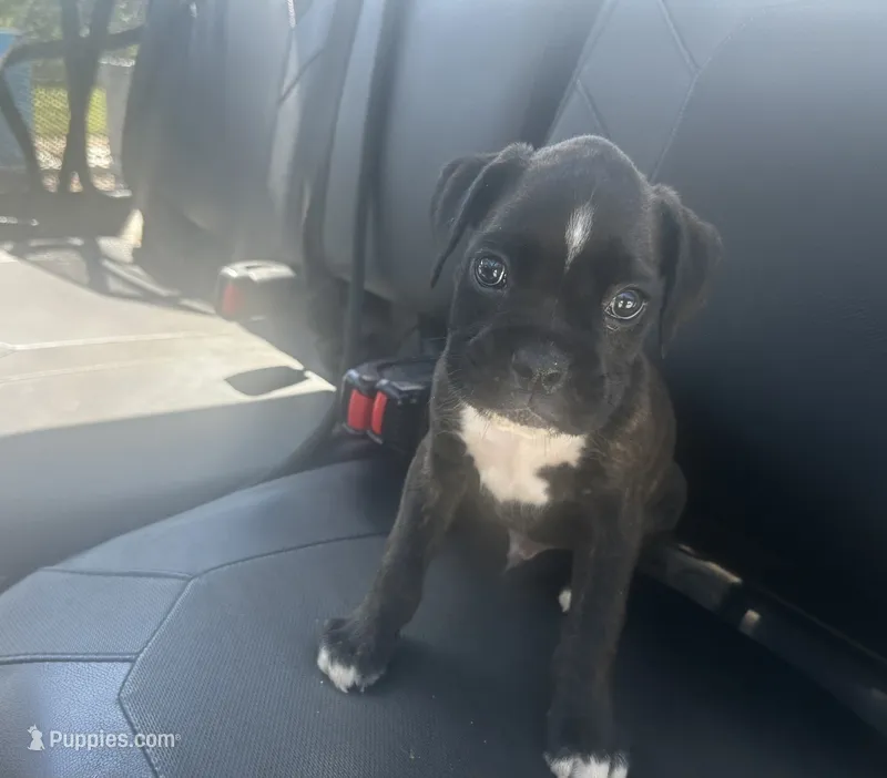 Ace – Boxer puppy for sale in Allons, TN