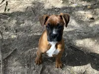 Apache, a female Boxer for sale in Allons, TN – Photo 1 of 10