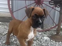 Apache, a female Boxer for sale in Allons, TN – Photo 2 of 10