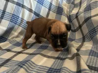 Apache, a female Boxer for sale in Allons, TN – Photo 7 of 10