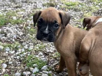 Apache, a female Boxer for sale in Allons, TN – Photo 4 of 10