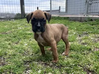 Apache, a female Boxer for sale in Allons, TN – Photo 8 of 10