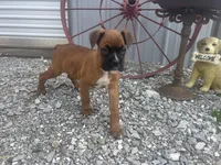 Apache, a female Boxer for sale in Allons, TN – Photo 6 of 10