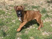 Apache, a female Boxer for sale in Allons, TN – Photo 9 of 10