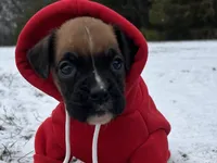 Apache, a female Boxer for sale in Allons, TN – Photo 5 of 10