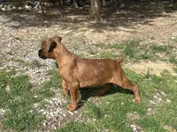 Apache, a female Boxer for sale in Allons, TN – Photo 10 of 10