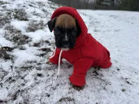 Apache, a female Boxer for sale in Allons, TN – Photo 3 of 10