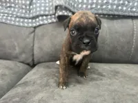 Monza, a male Boxer for sale in Allons, TN – 2 of 4