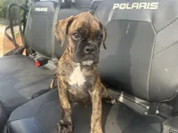 Sierra , a female Boxer for sale in Allons, TN – 1 of 3