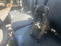 Luv, a female Boxer for sale in Allons, TN – 7 of 9