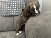 Yukon, a male Boxer for sale in Allons, TN – 3 of 4