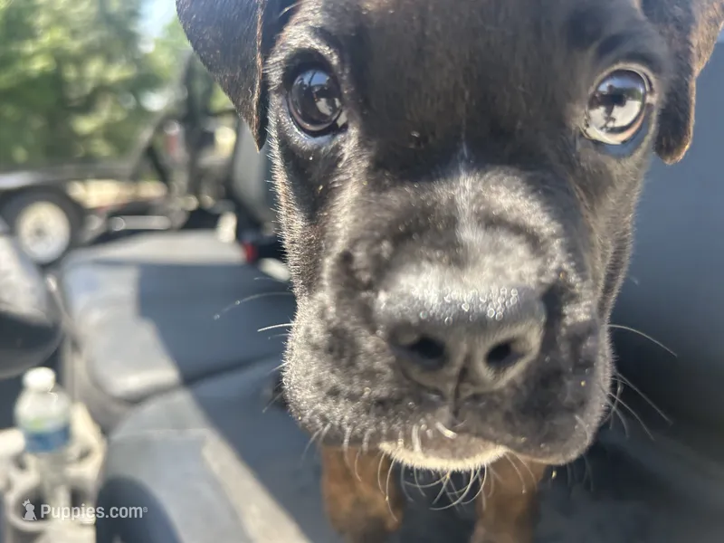 Monte – Boxer puppy for sale in Allons, TN