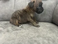 Monte, a male Boxer for sale in Allons, TN – 4 of 4