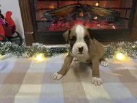 Nova, a female Boxer for sale in Allons, TN – Photo 6 of 10