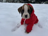 Nova, a female Boxer for sale in Allons, TN – Photo 9 of 10