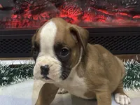 Nova, a female Boxer for sale in Allons, TN – Photo 4 of 10