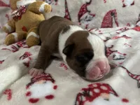 Nova, a female Boxer for sale in Allons, TN – Photo 3 of 10