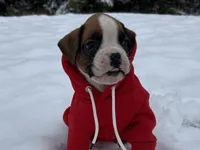 Nova, a female Boxer for sale in Allons, TN – Photo 8 of 10