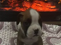 Nova, a female Boxer for sale in Allons, TN – Photo 2 of 10