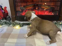 Nova, a female Boxer for sale in Allons, TN – Photo 7 of 10