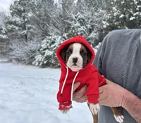 Nova, a female Boxer for sale in Allons, TN – Photo 10 of 10