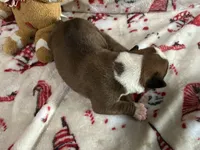 Nova, a female Boxer for sale in Allons, TN – Photo 5 of 10