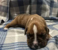 Iris, a female Boxer for sale in Allons, TN – Photo 3 of 6