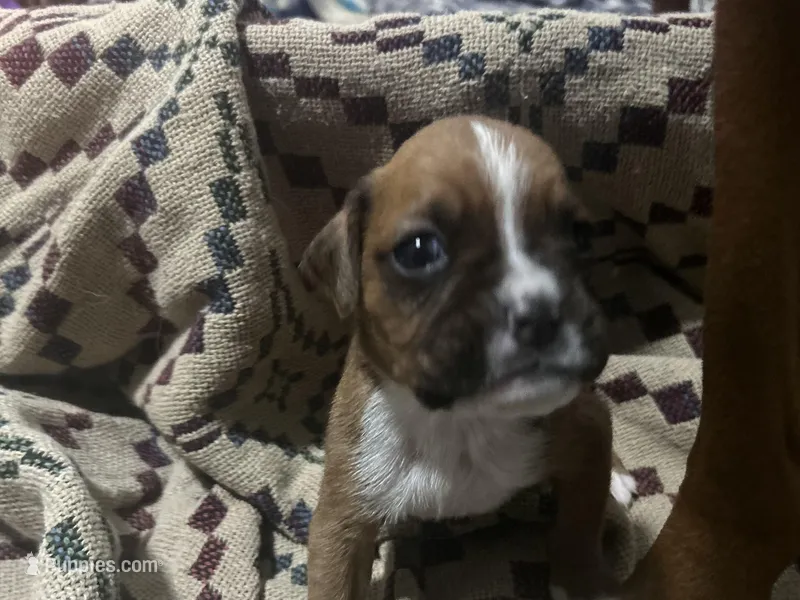 Iris, a female Boxer for sale in Allons, TN – Photo 1 of 6