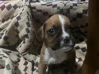 Iris, a female Boxer for sale in Allons, TN – Photo 1 of 6