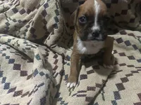 Iris, a female Boxer for sale in Allons, TN – Photo 5 of 6