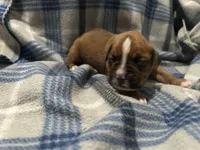 Iris, a female Boxer for sale in Allons, TN – Photo 2 of 6