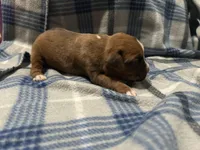 Iris, a female Boxer for sale in Allons, TN – Photo 4 of 6