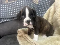 Vette, a female Boxer for sale in Allons, TN – Photo 5 of 5