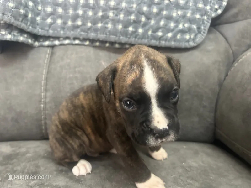 Yukon – Boxer puppy for sale in Allons, TN
