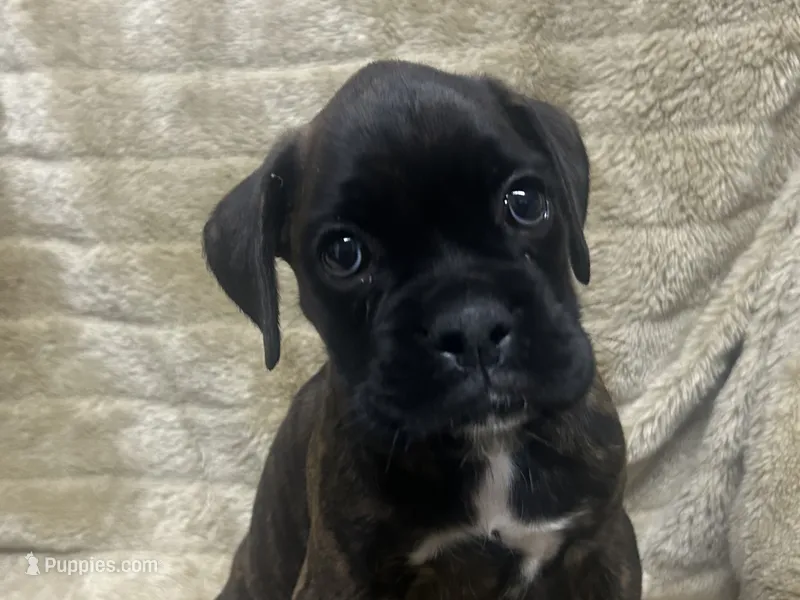 Luv – Boxer puppy for sale in Allons, TN