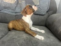 Tahoe, a male Boxer for sale in Allons, TN – 9 of 10