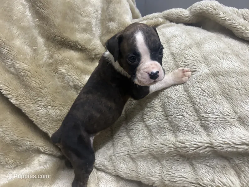 Celest – Boxer puppy for sale in Allons, TN