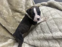 Celest, a female Boxer for sale in Allons, TN – 1 of 2