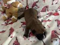 Blazer, a female Boxer for sale in Allons, TN – Photo 2 of 3