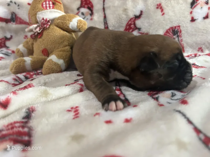 Blazer, a female Boxer for sale in Allons, TN – Photo 1 of 3