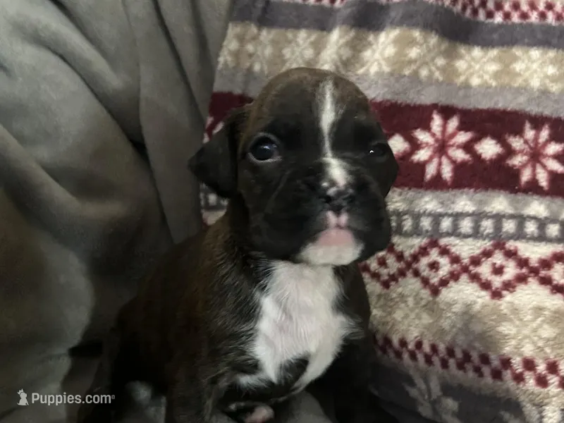 Nova, a female Boxer for sale in Allons, TN – Photo 1 of 4
